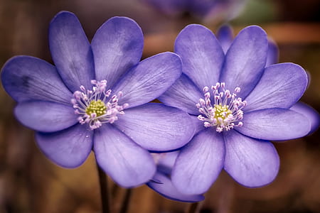 two purple flowers thumbnail