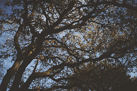 Low Angle Photography of Green Leaf Trees thumbnail