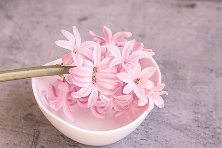 pink petaled flowers thumbnail