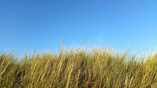 wheat field thumbnail
