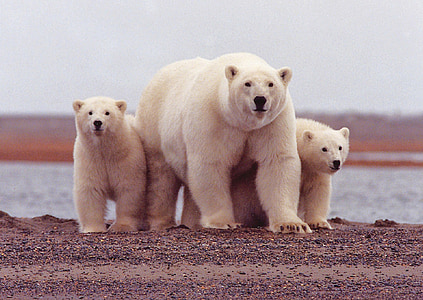wildlife three Polar bear and cubs thumbnail