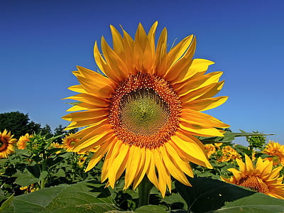 sunflower meadow under clear blue sky during daytime thumbnail