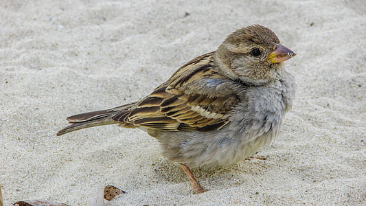 close-up photo of gray and brown bird on sand thumbnail