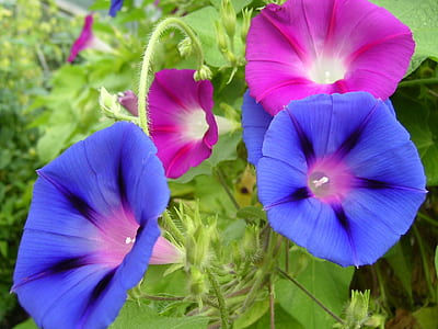blue and purple flower thumbnail