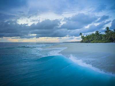 seashore near trees thumbnail
