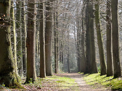 pathway between trees thumbnail