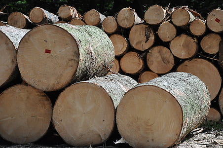 pile of gray wood log lot thumbnail