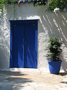 weeping fig plant on vase near blue door thumbnail