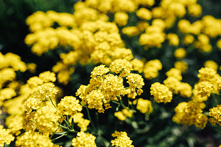 Small yellow flowers thumbnail