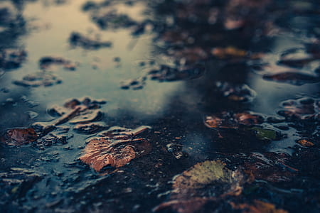 close up photography of withered leaves thumbnail