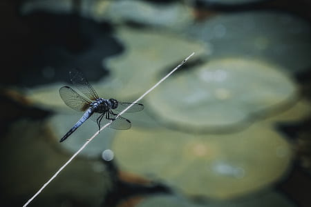black dragonfly perched on stick thumbnail