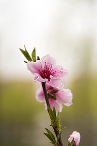 pink blossom flowers macro photography thumbnail