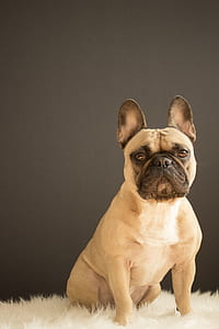 fawn pug in close-up photography thumbnail