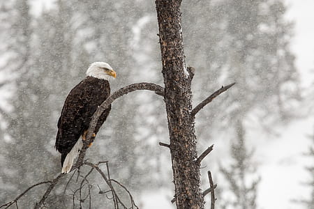 photo of black and white eagle on gray tree thumbnail