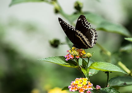 black and white butterfly thumbnail