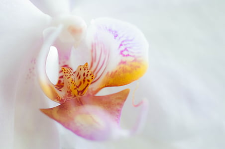 orchid, flower, blossom, bloom, plant, white thumbnail