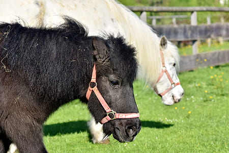two black and white horses walking in ranch during daytime thumbnail
