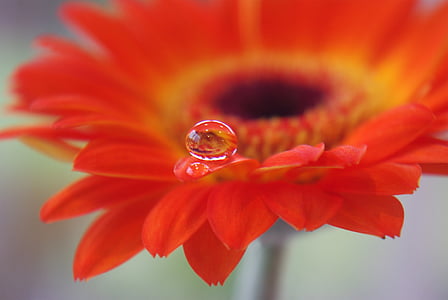 water droplet on orange Gerbera daisy closeup photography thumbnail