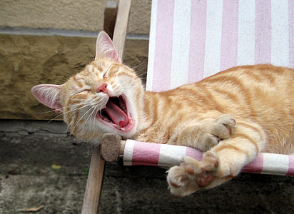 cat on chair thumbnail