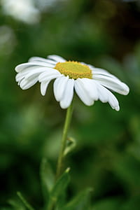 nature, field, summer, garden thumbnail