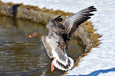 brown and white duck thumbnail
