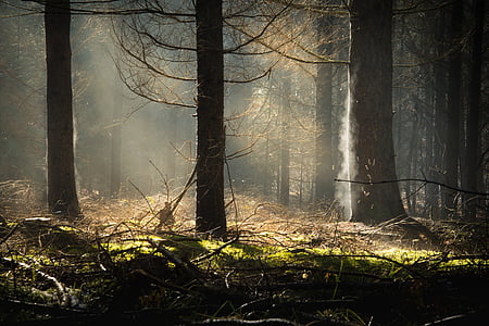 landscape photography of trees thumbnail