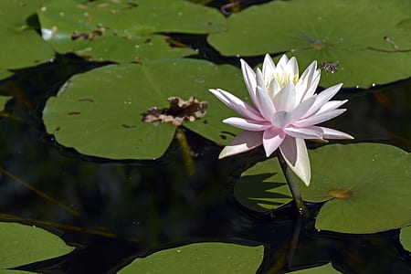 close-up photography of pink and white lotus flower thumbnail