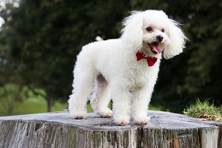 white poodle thumbnail