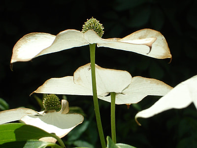 Asian Dogwood Blossoms, Dogwood Blossoms thumbnail