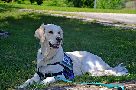adult cream golden retriever lying on grass field thumbnail