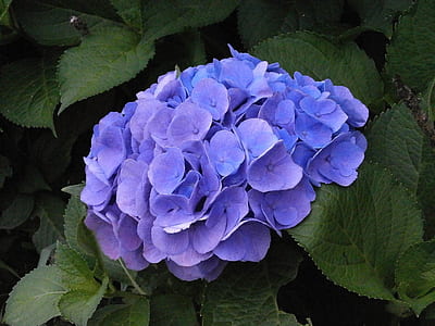 photo of purple broad petaled flower thumbnail