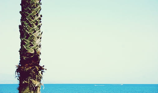 tree near body of water during daytime thumbnail