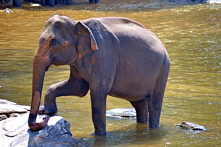gray elephant on body of water thumbnail