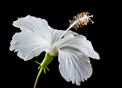 White Hibiscus Flower thumbnail