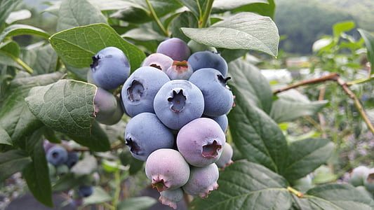 berries plant thumbnail