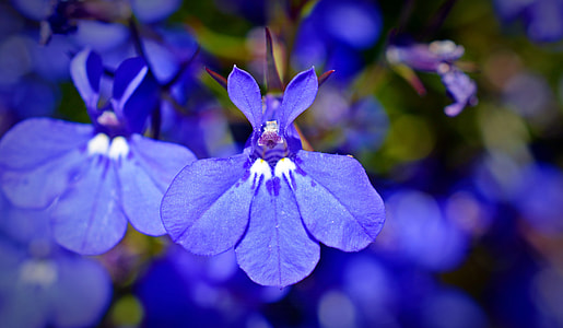 Praise Lien, Bell Flower Greenhouse thumbnail