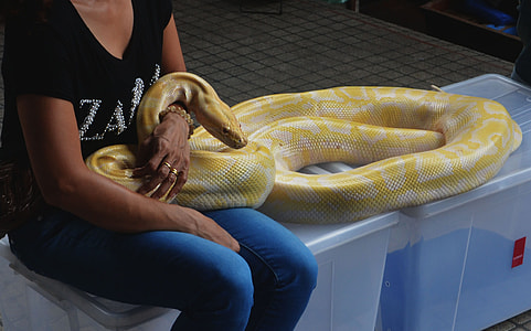 women holding a burmese python thumbnail