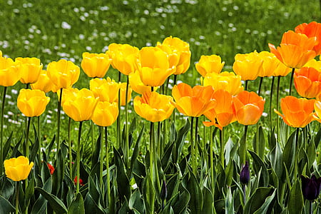 yellow tulip flowers thumbnail