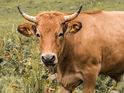 brown cow on grass field thumbnail