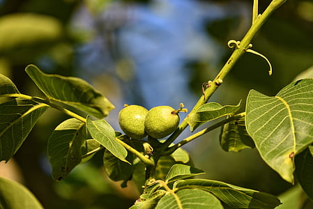 close-up photo of round green fruits thumbnail