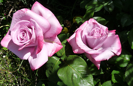 two pink roses taken at daytime thumbnail