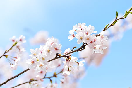white-and-pink cherry blossoms in bloom at daytime thumbnail
