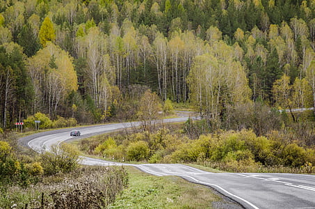 black car between tall trees thumbnail