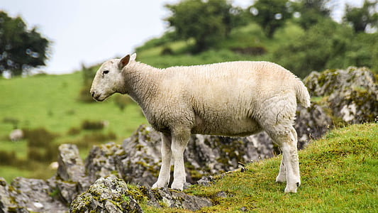 selective focus photography of lamb thumbnail