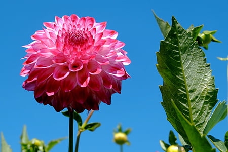 close-up photography Dalia flower beside green leaf thumbnail