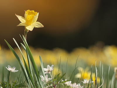 yellow flower in shallow focus shot thumbnail