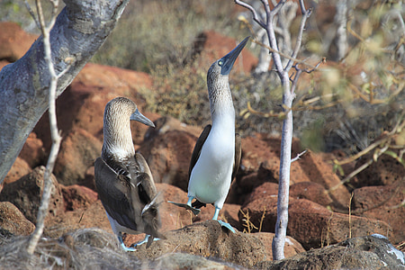 two white-and-brown birds on stone thumbnail