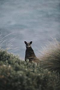 black animal on green plants thumbnail