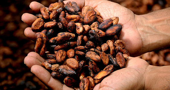 closeup photo of coffee bean on person's hand thumbnail