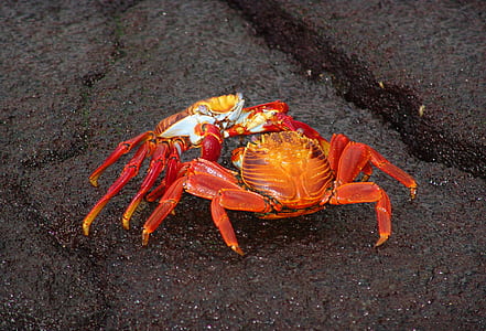 two orange crabs on gray surface thumbnail